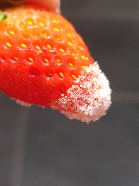Récolte de fraises mûres cultivées à la maison