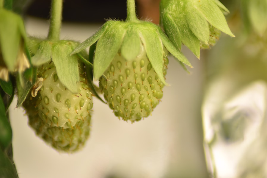Croissance d'une fraise dans le potager autonome Neoterra