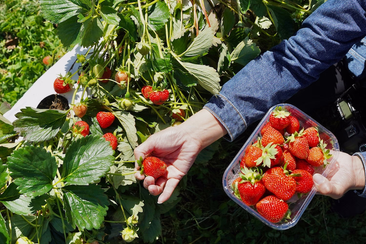 fraise