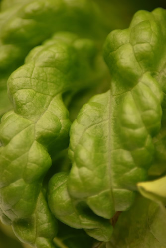 Salades fraîches cultivées dans le potager Neoterra