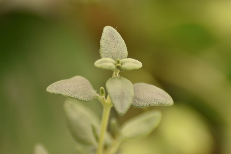 Plant de thym frais cultivé sans pesticides