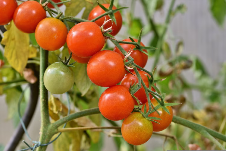 tomate